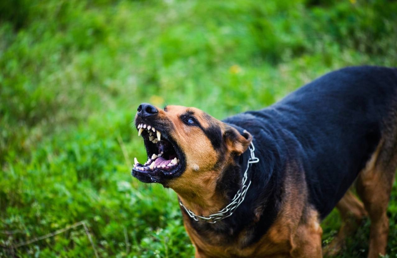 Porque é que o teu cão reage a outros cães